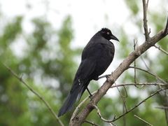 Molothrus oryzivorus