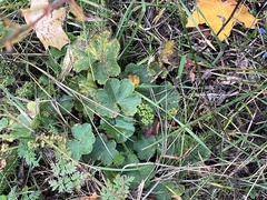 Alchemilla vulgaris