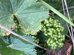 Alchemilla vulgaris