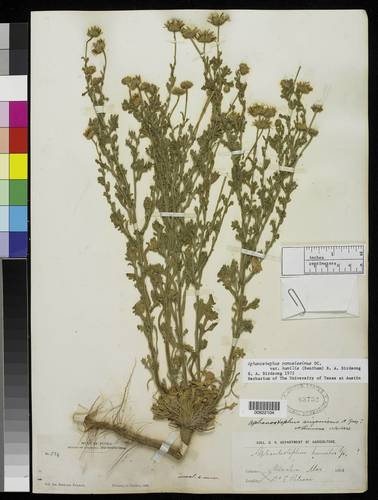 Aphanostephus ramosissimus var. humilis