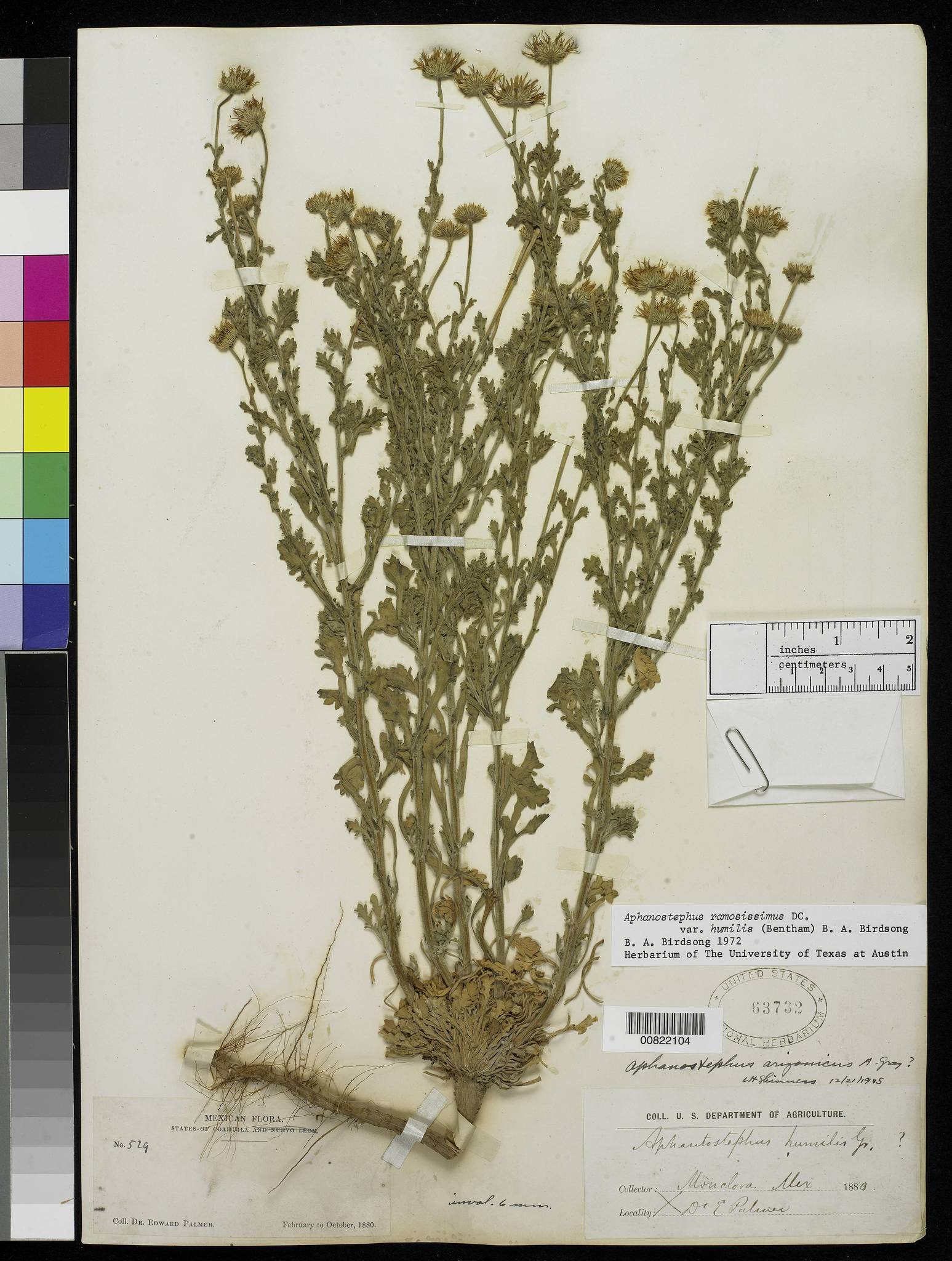 Aphanostephus ramosissimus var. humilis