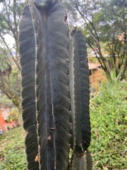 Cereus hexagonus