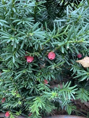 Taxus baccata