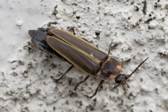 Lampyrinae