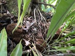 Elaphoglossum aemulum