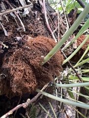 Elaphoglossum aemulum