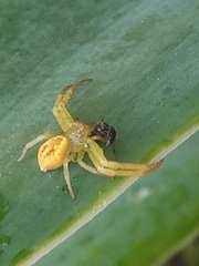 Misumenops