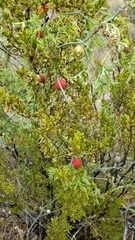 Ibervillea tenuisecta