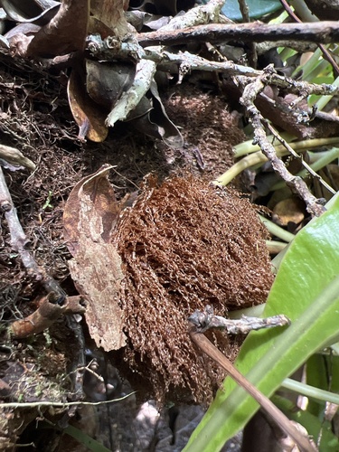 Elaphoglossum aemulum observed 2022-10-05