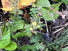 Potentilla argentea
