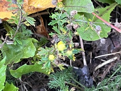 Potentilla argentea