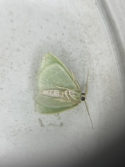 Synchlora