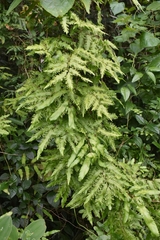 Lygodium volubile