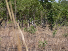 Bugeranus carunculatus