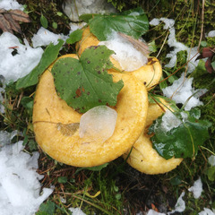 Lactarius scrobiculatus