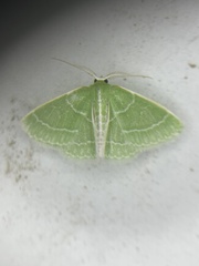 Synchlora