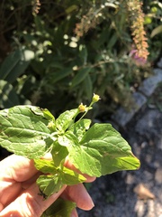 Galinsoga parviflora