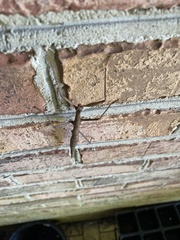 Megaphasma denticrus