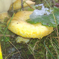 Lactarius scrobiculatus