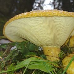 Lactarius scrobiculatus