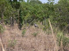 Bugeranus carunculatus