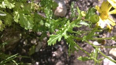 Senecio squalidus rupestris