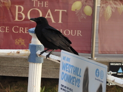 Corvus corone