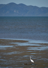 Ardea alba modesta