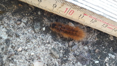 Phragmatobia