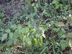 Ruellia drummondiana