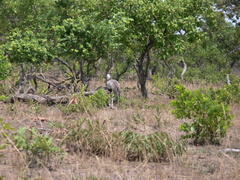 Bugeranus carunculatus