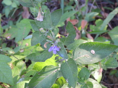 Ruellia drummondiana