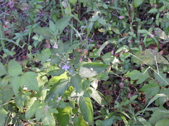 Ruellia drummondiana