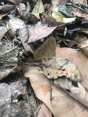 Satyrinae