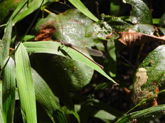 Argia fumipennis