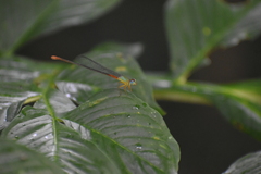 Ceriagrion cerinorubellum