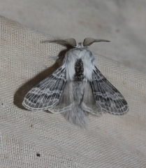 Tolype distincta