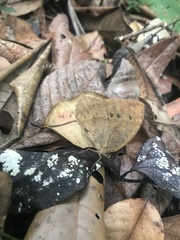 Satyrinae