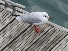 Chroicocephalus ridibundus