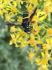 Spilomyia sayi