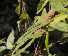 Argia tibialis