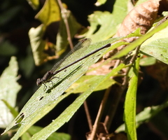 Argia tibialis