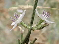 Stephanomeria diegensis