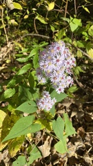 Symphyotrichum cordifolium