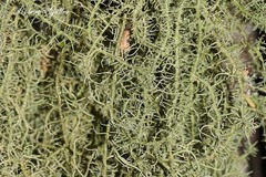 Usnea
