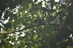 Psilopogon viridis