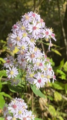 Symphyotrichum cordifolium