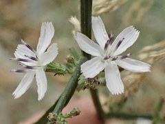 Stephanomeria diegensis