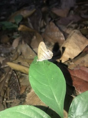 Amiga arnaca
