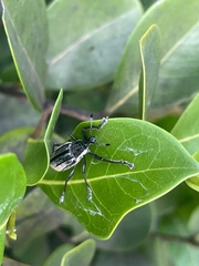 Diaprepes abbreviatus